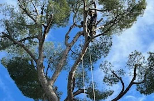 Elagueur Mas-Blanc-des-Alpilles