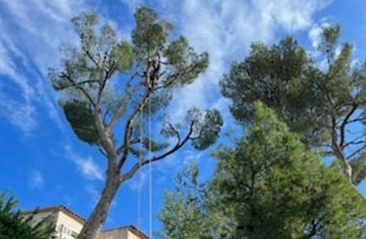 Elagueur Mas-Blanc-des-Alpilles